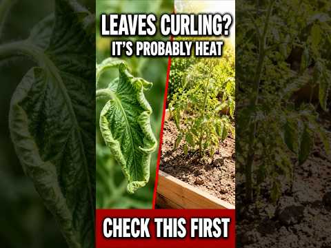 Why Are My Tomato Leaves Curling?  Check This First!