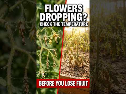 Tomato Flowers Falling Off Before Fruiting? Check This First