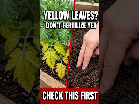 Yellow Tomato Leaves? Check This Before You Fertilize
